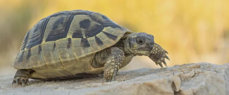Terranrium dla żółwia greckiego