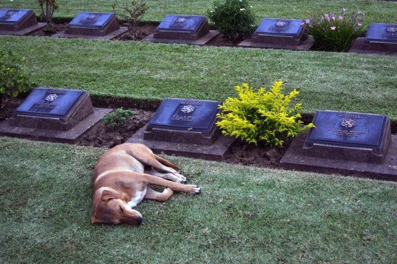 Tęsknota psa za właścicielem
