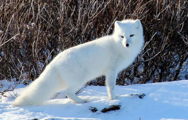 Tundra i jej zwierzęta