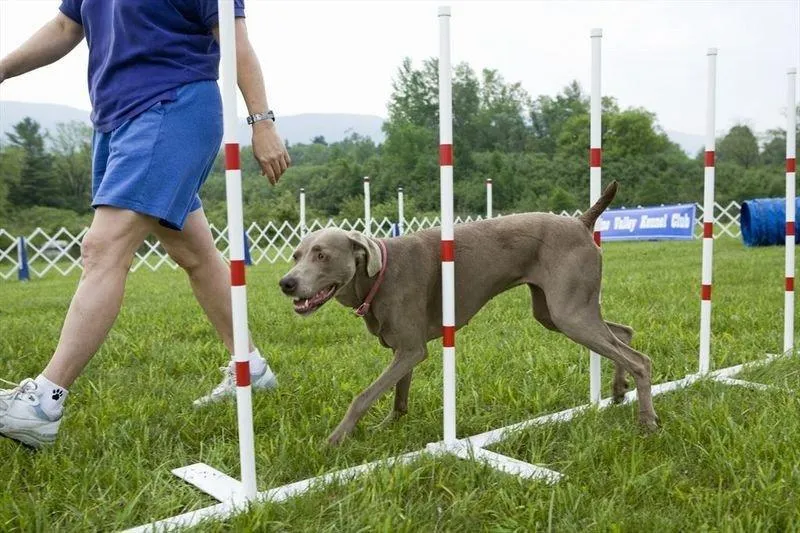 Ucieczki psa z podwórka