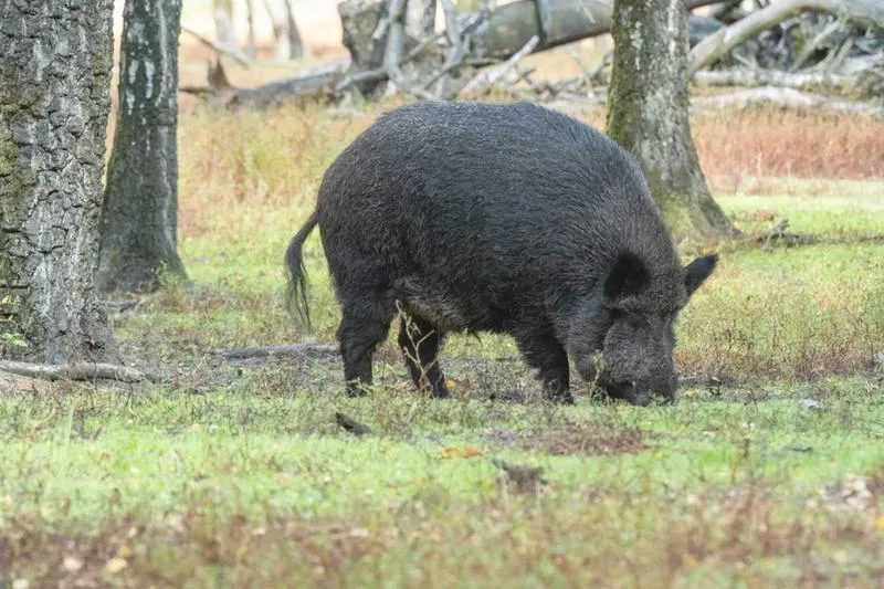 Utylizacja zwłok zwierząt