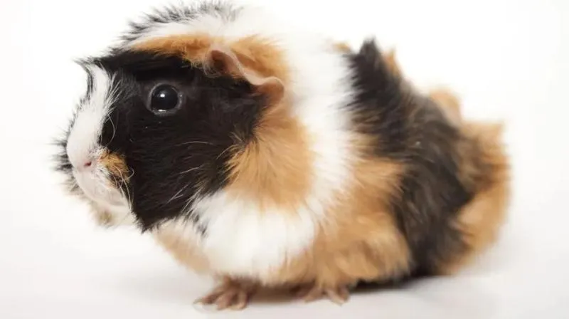 Warunki atmosferyczne a świnki morskie