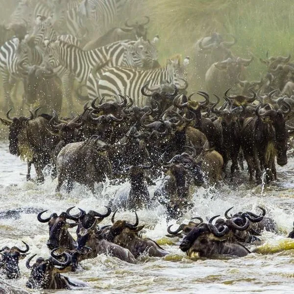 Wielka migracja zwierząt Kenia
