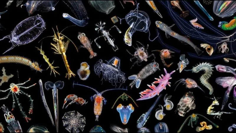 Wpływ zmian klimatycznych na ekosystemy wodne