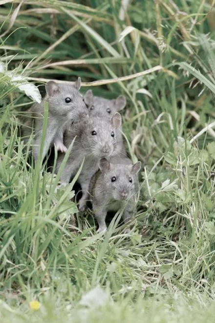 Wybór metod odstraszania szczurów