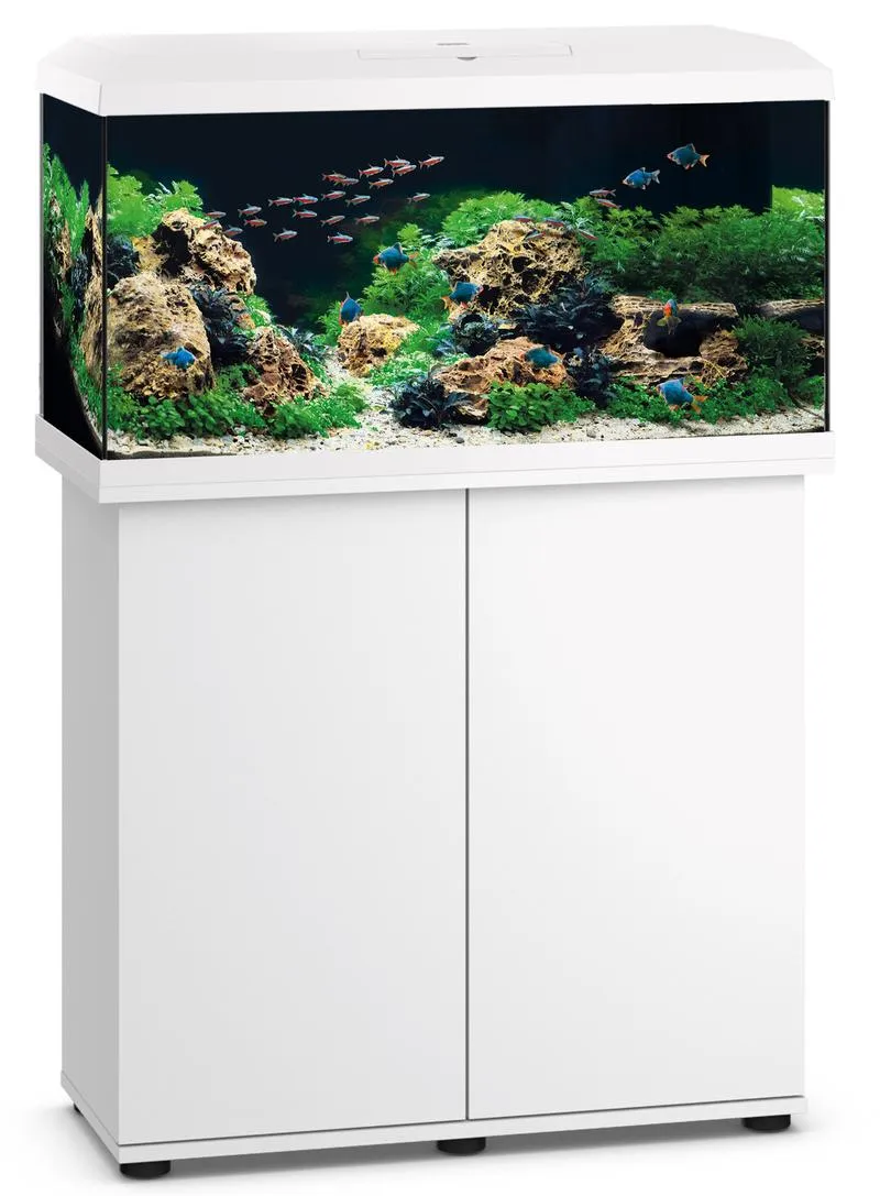 Wybór ryb do akwarium