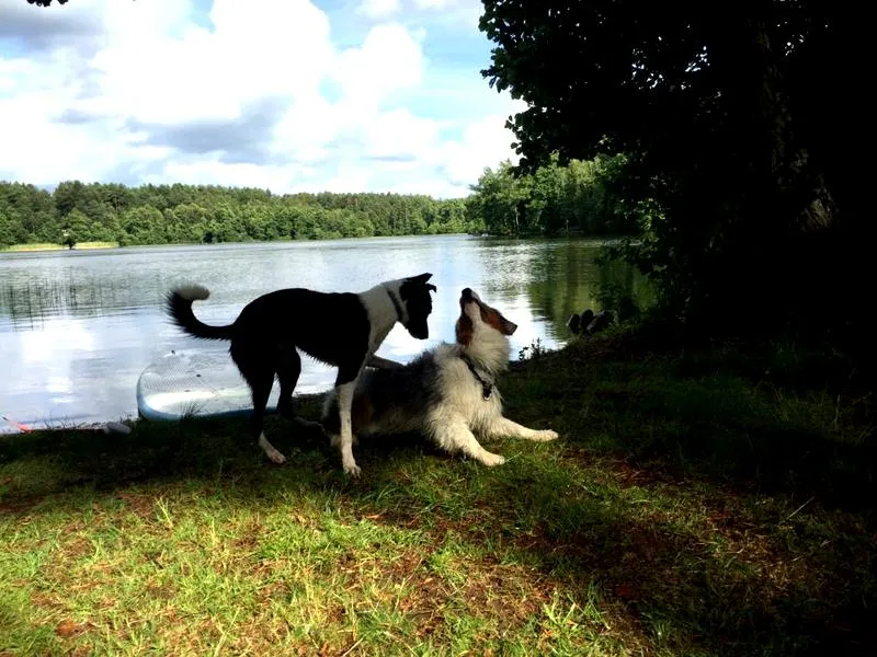 Zabezpieczanie podwórka