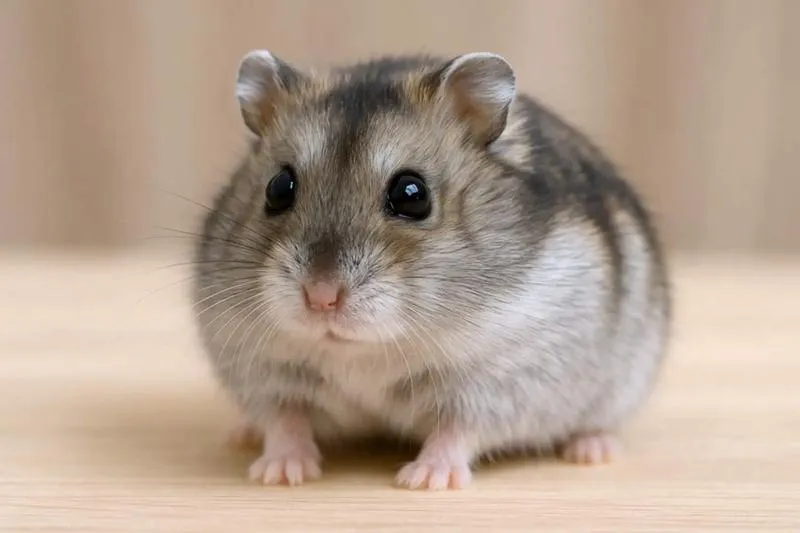 Zachowanie chomików