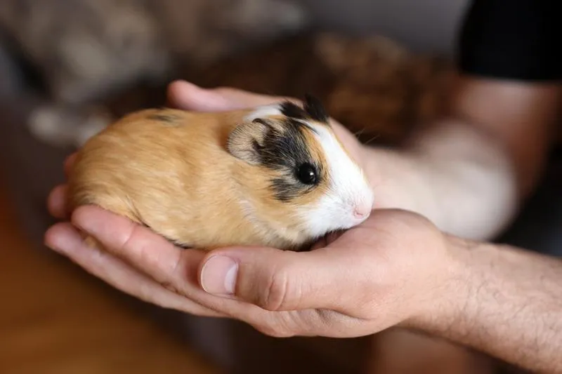 Zachowanie świnek morskich