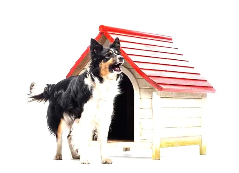 Załatwianie się na dworze