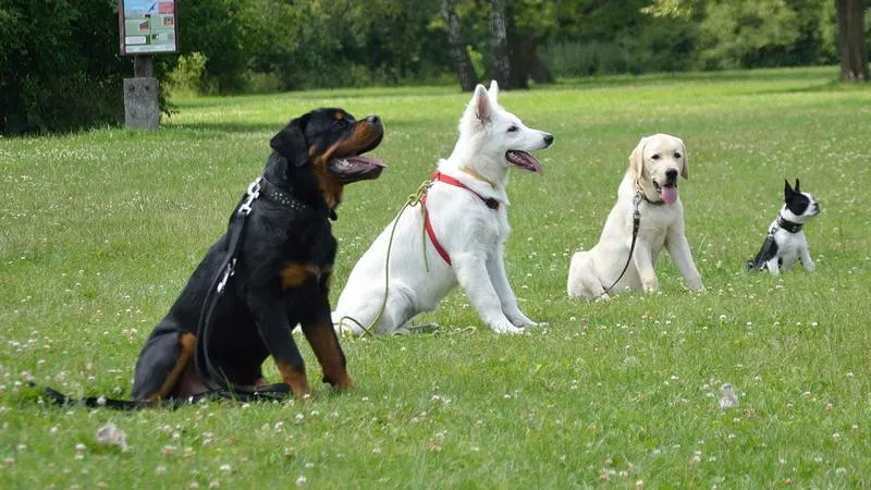 Zapobieganie ucieczkom psa