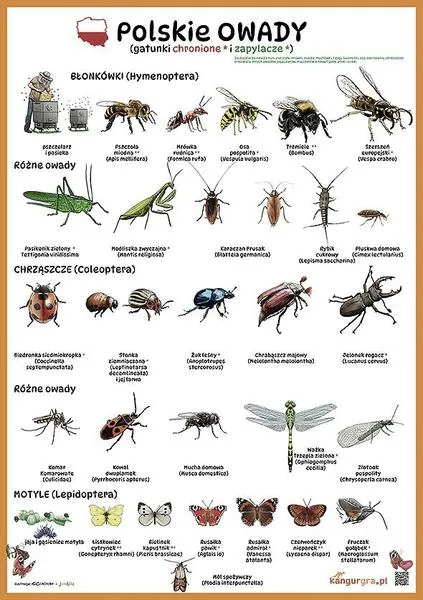Zapylacze kwiatów