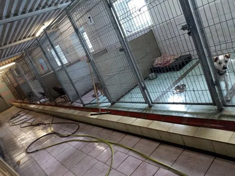 Zarobki w schroniskach dla zwierząt