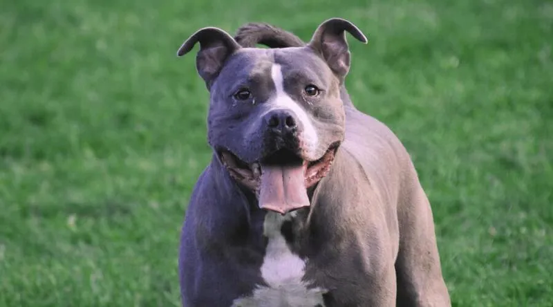 Zdrowie i temperament pitbulla