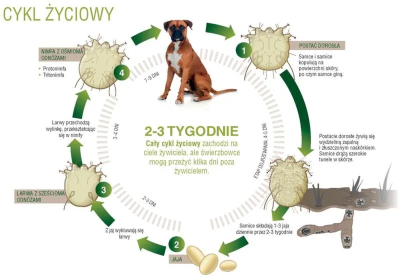 Zdrowie psa