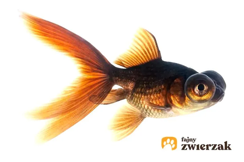 Zdrowie ryb w akwarium
