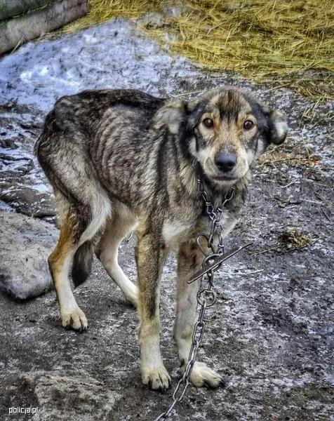 Zgłaszanie złego traktowania psów