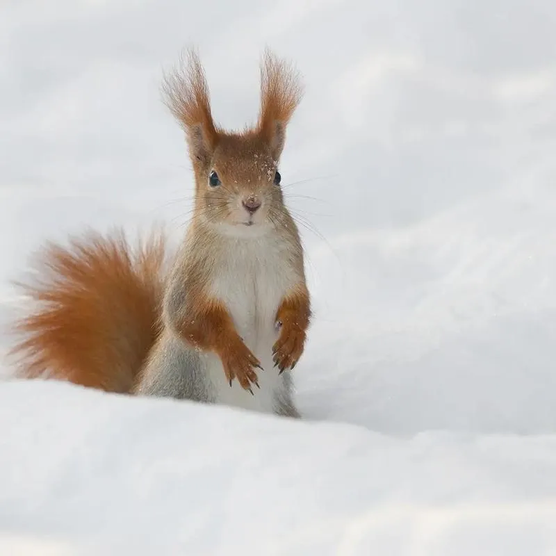 Zimowe przygotowania zwierząt