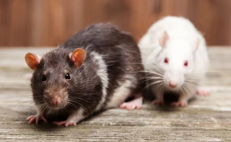 Znaczenie snów z myszami