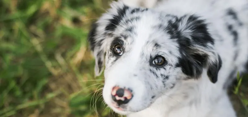 Znalezienie nowego domu dla psa