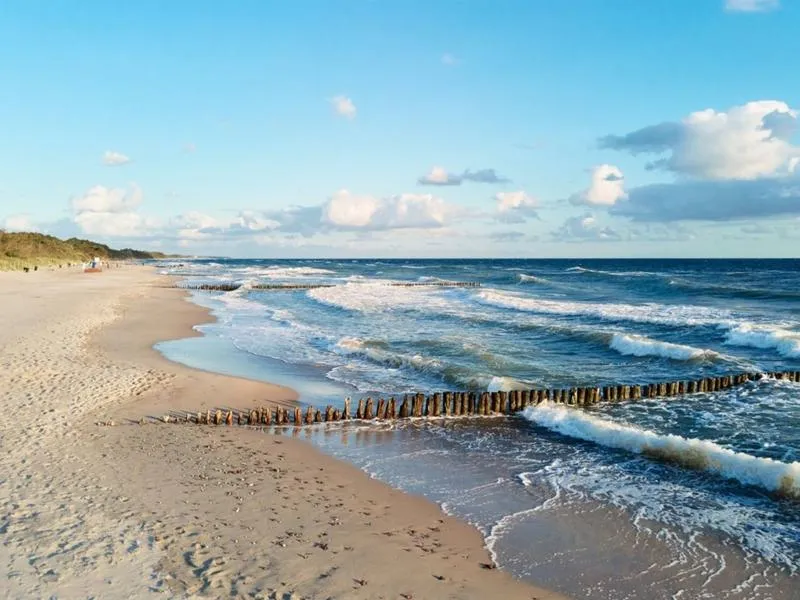Zwierzęta Morza Bałtyckiego