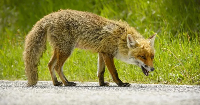 Zwierzęta przenoszące wściekliznę