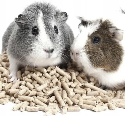 Żwirek kukurydziany i drewniany