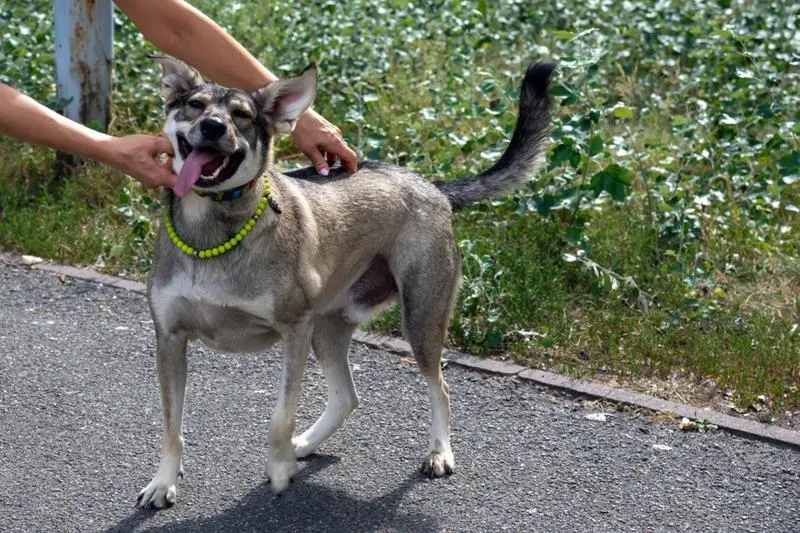 Zwolnienie z podatku od psa