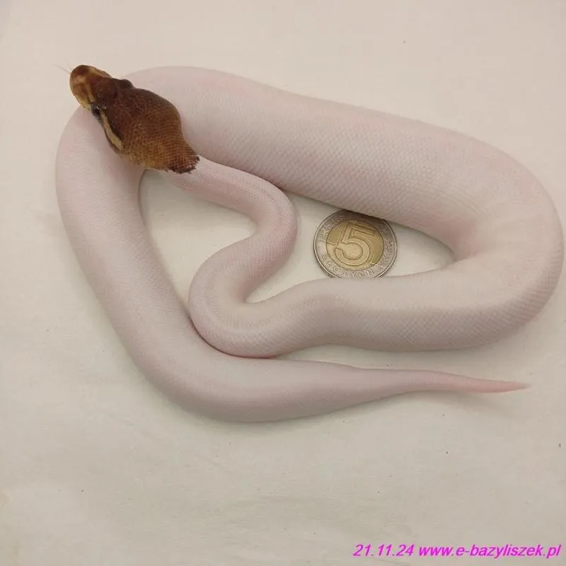 Żywienie pytona królewskiego