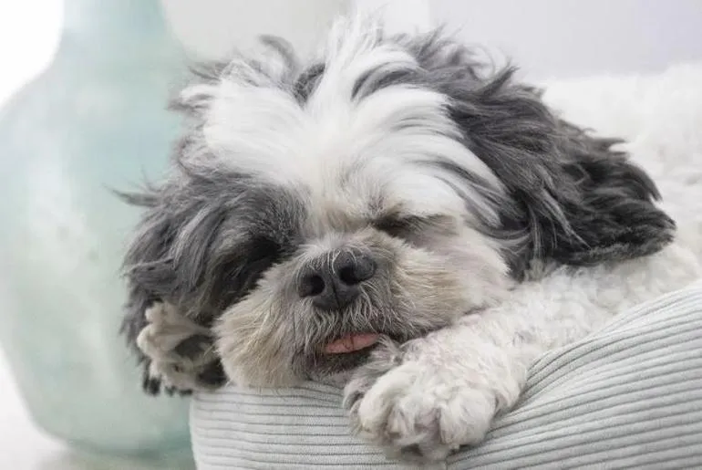 Żywienie shih tzu